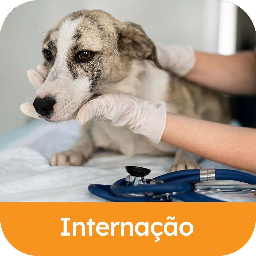 Internação