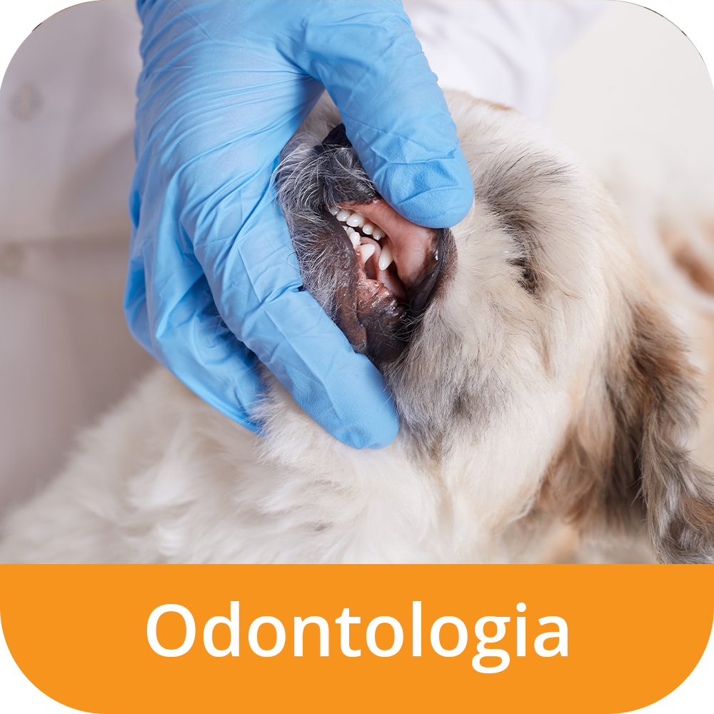 Odontologia