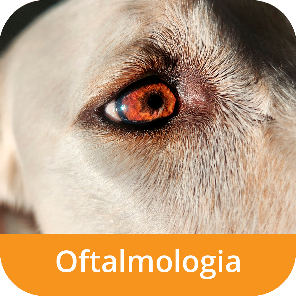 Oftamologia